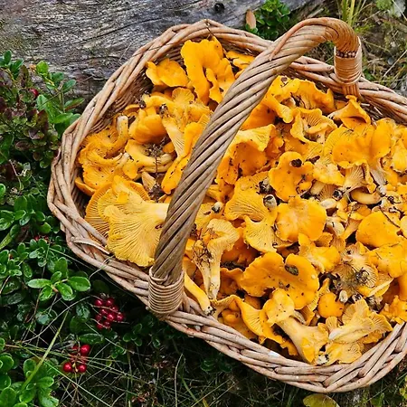 Family With Views Over Hadeland